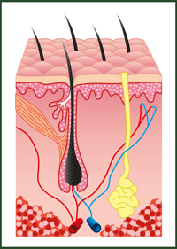 folicle